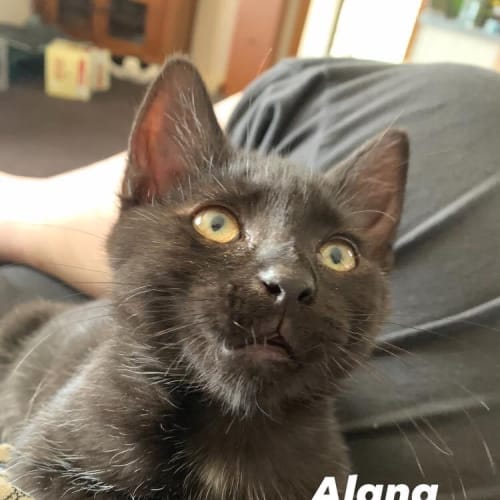 Alana