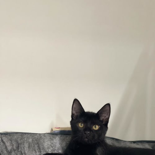 Astro