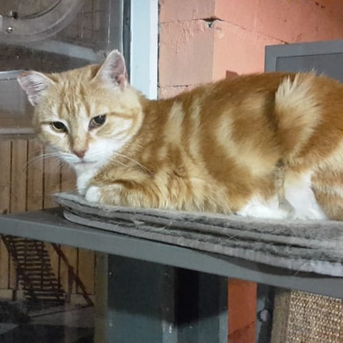 Muffin - Located in Lower Templestowe