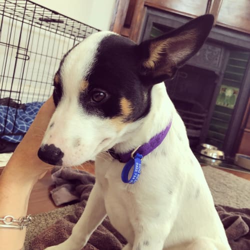 Skye ~ 3mo Kelpie X  Pup (On Trial 21/2/21)