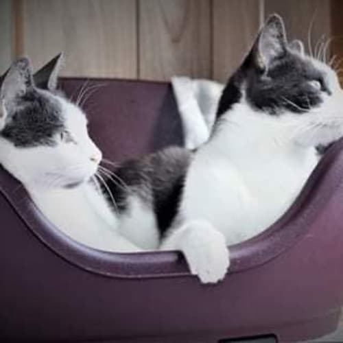 👑👑Tuffy and Tuppence👑👑