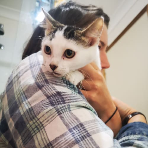 Melon