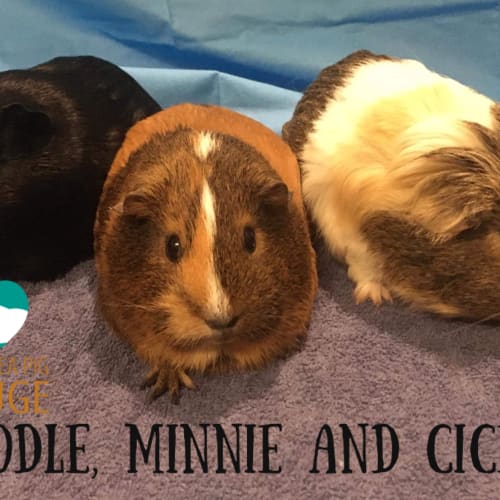 Noodle, Minnie and Cicero