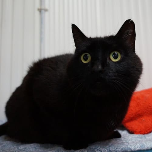 Max