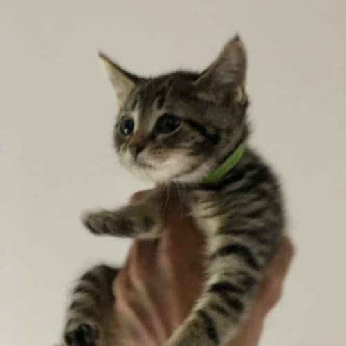 Basil