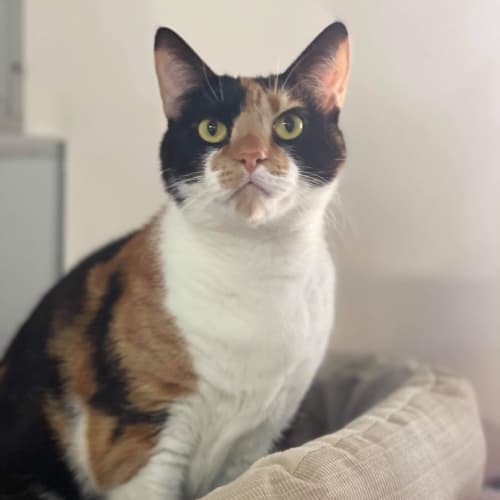 Sita