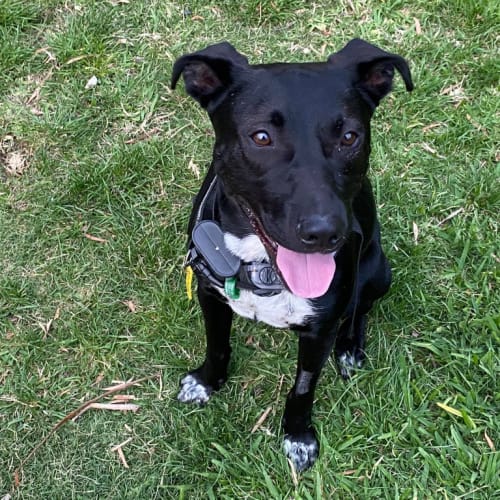 Rocko - Mixed Breed Dog