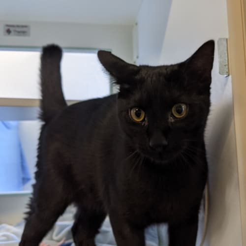 Wilbur (xavier)