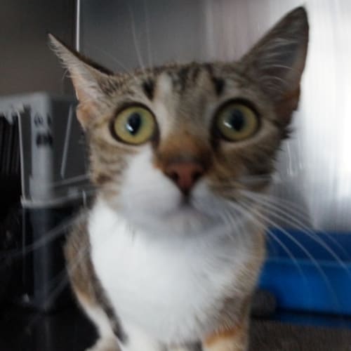 Sylvie