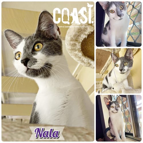 Nala