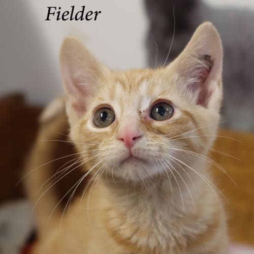 Fielder