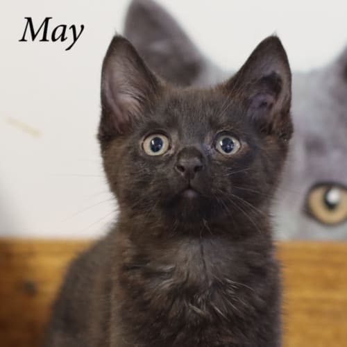 May