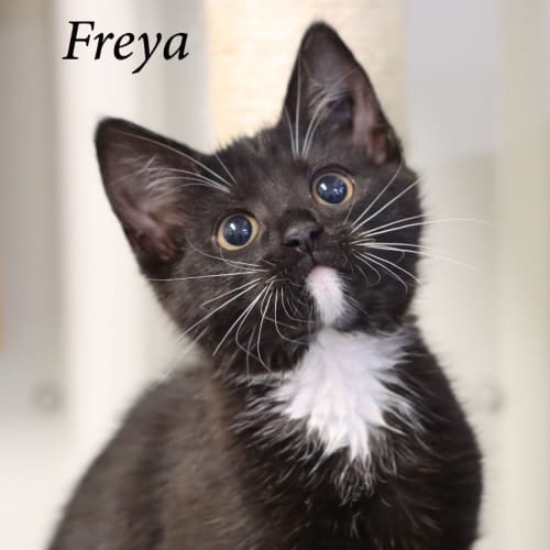 Freya