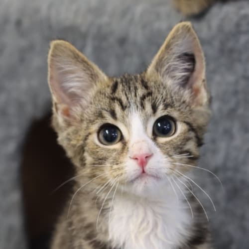 Floki