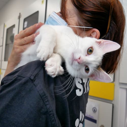 Jackson SUK006004