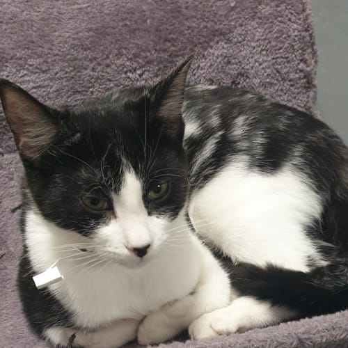 Lentil
