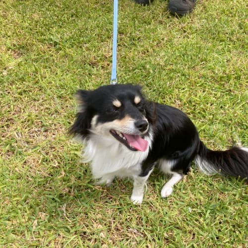 Sonic And Boomer! On hold