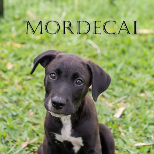 Mordecai