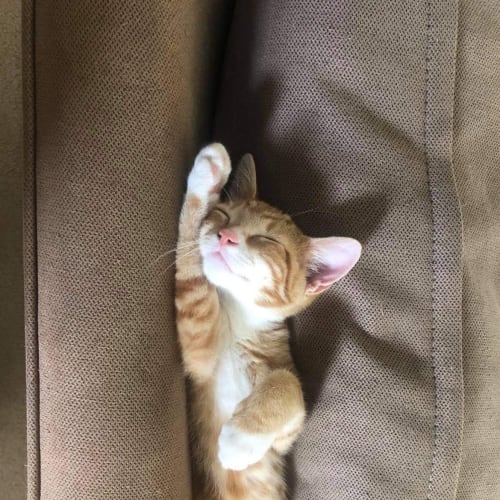 Ninja 😍