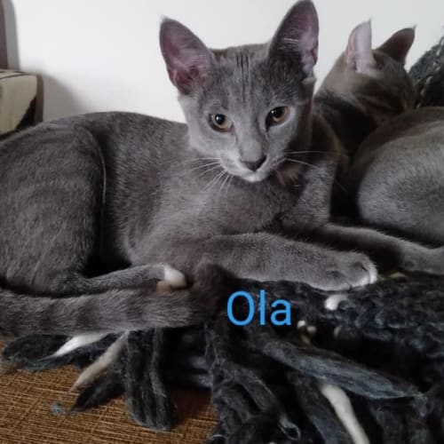 Ola 