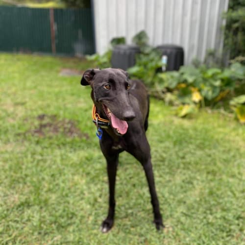 Sapphire ~ 2yr Old Greyhound(On Trial 23/4/21)