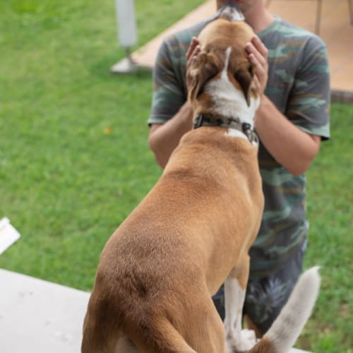 Odie ~ 4.5yr Old Bull Arab X(On Trial 29/3/21$