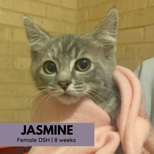 Jasmine
