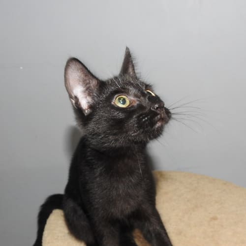 Pepper