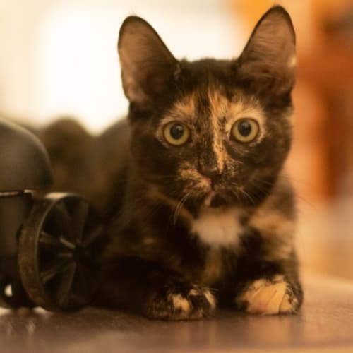 Pippy & Rascal ~ 5 month old duo