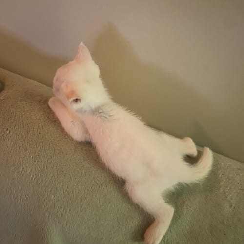 Polar