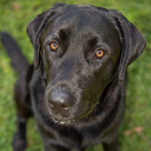 Bo ~ 1.5yr Old Lab (On Trial 4/2/21)