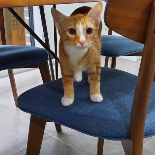 Cheddar