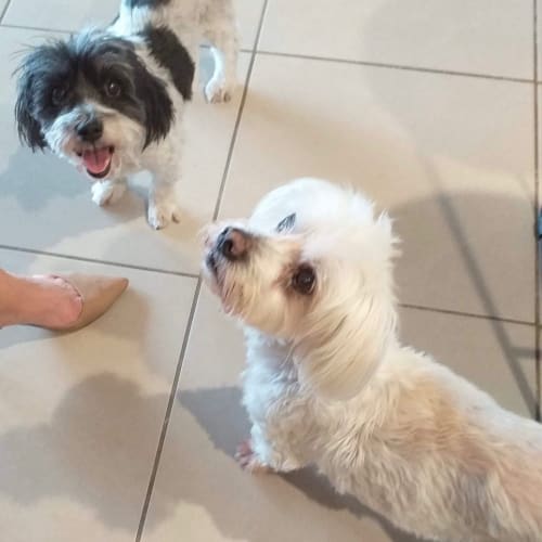 Bella and Coco