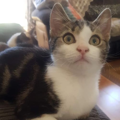 Max