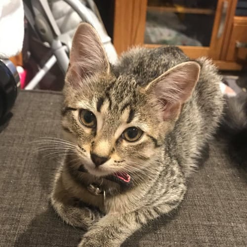 Myrtle