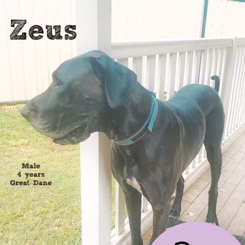 Zeus