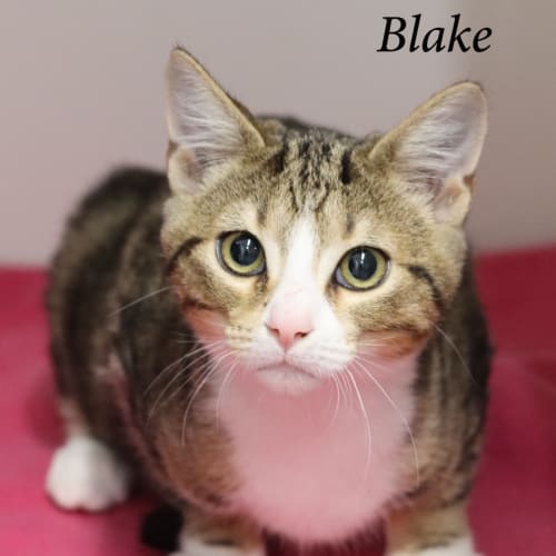 Blake