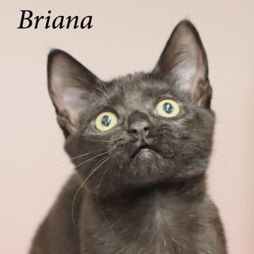 Briana