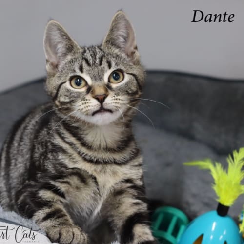 Dante (Petstock)