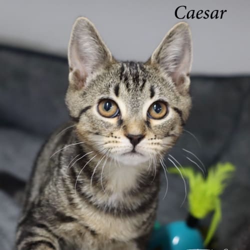 Caesar (Petstock)