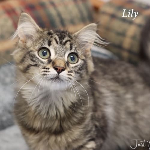 Lily