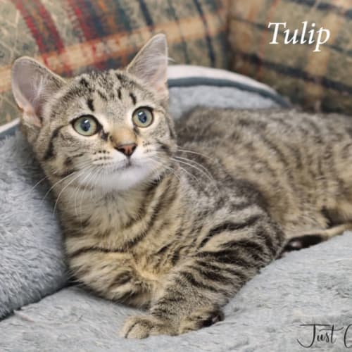 Tulip