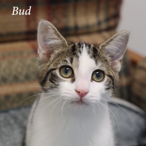 Bud