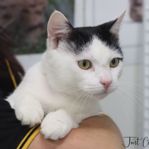Jasper