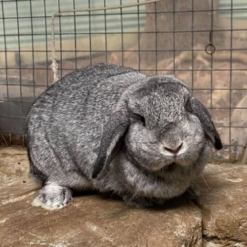 Benny - Lop Eared Rabbit