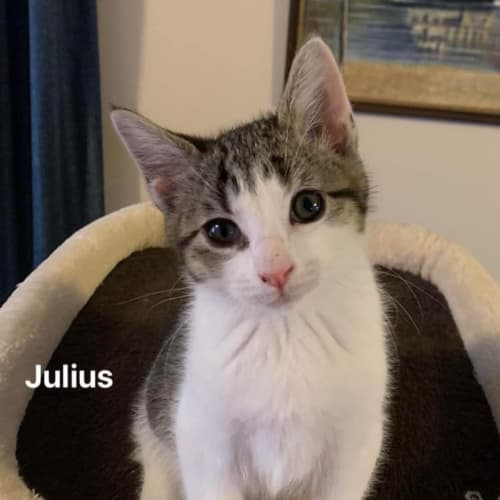 Julius
