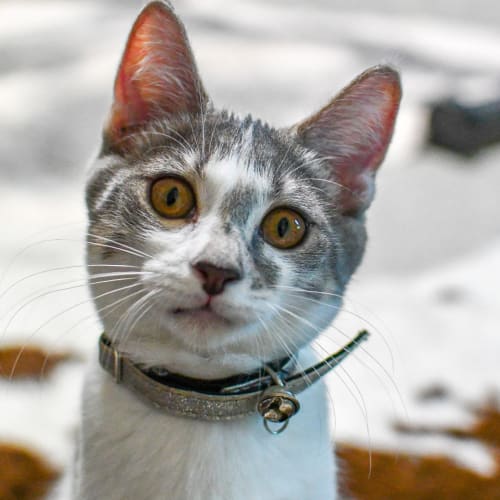 Delilah