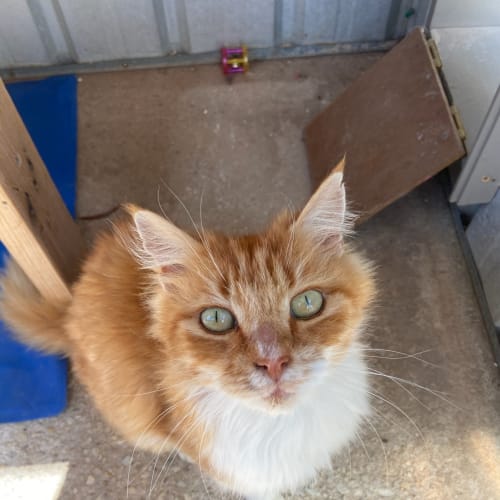 Merlin
