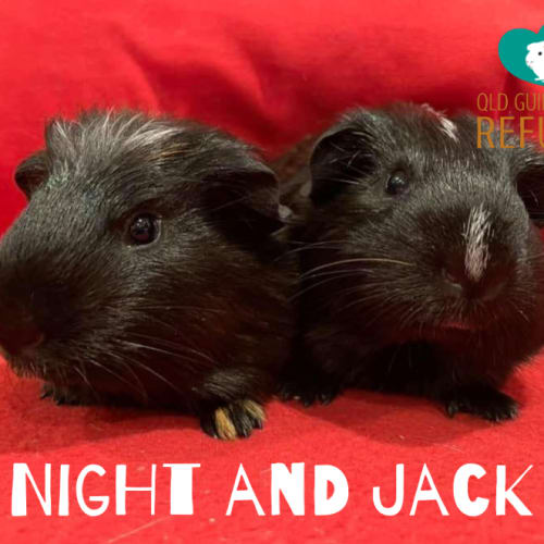 Night and Jack (not suitable for young children)