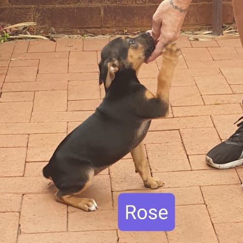 Rose